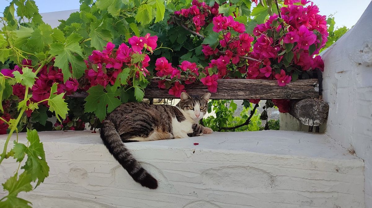 Řecký ostrov nabídl bezplatné ubytování výměnou za péči o kočky. Zájem byl enormní